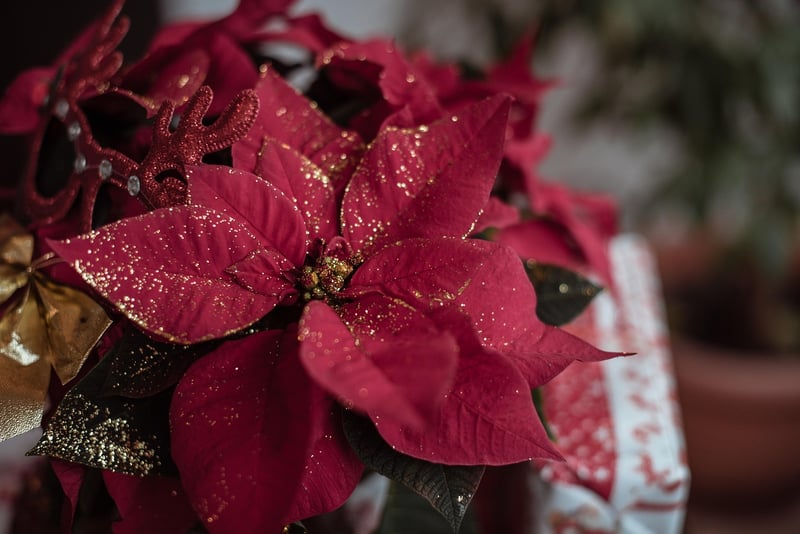 Botanical Gifts