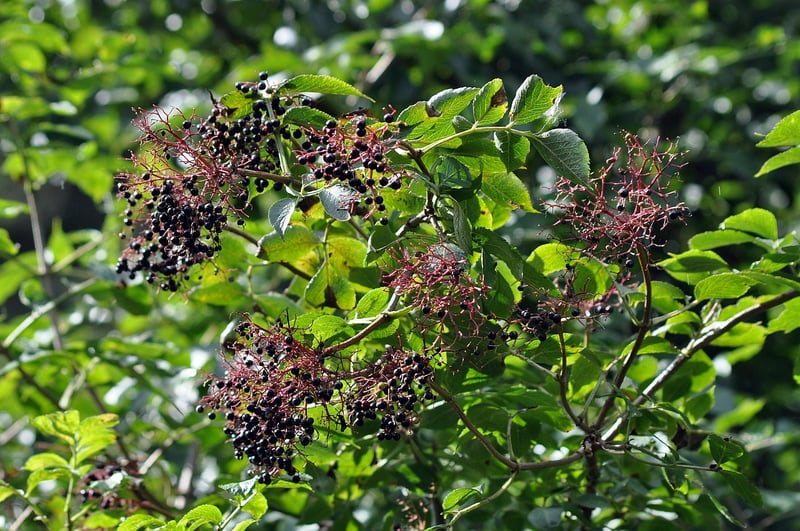 Magical Herbalism