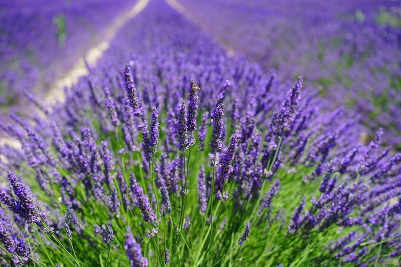 Medicinal Herb Guide